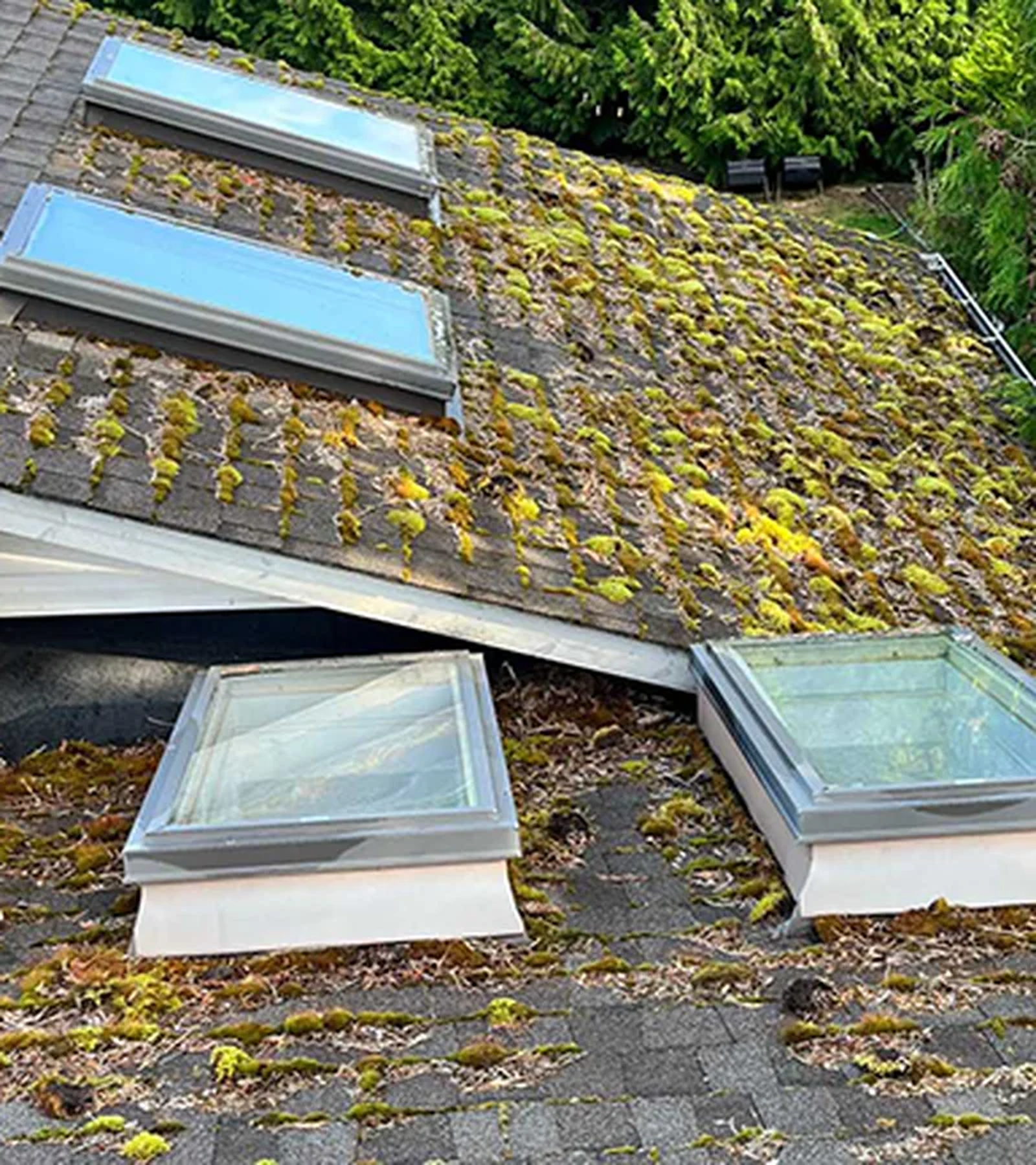 Nanaimo roof heavily covered in moss before Mr. Sparkle cleaning